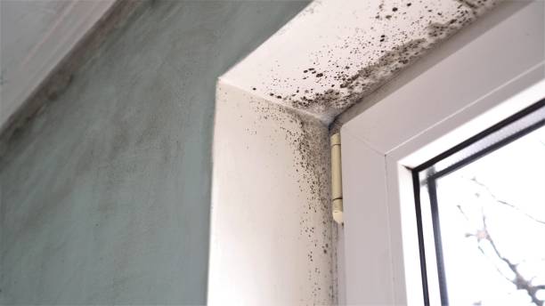 Professional Mold Remediation in Lawrence, IN