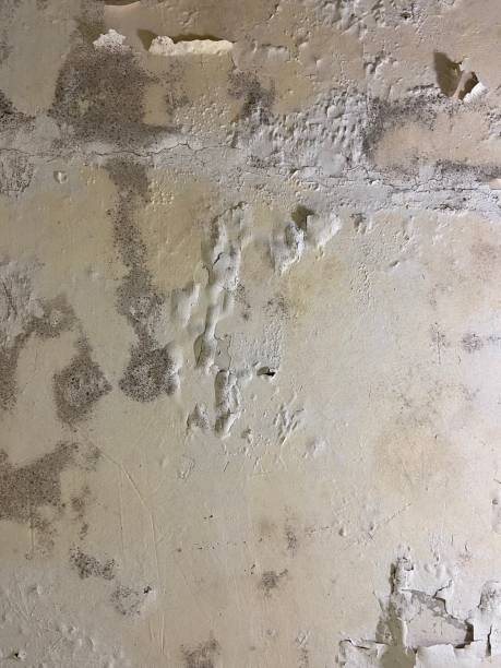 Best Mold Remediation for Schools in Lawrence, IN