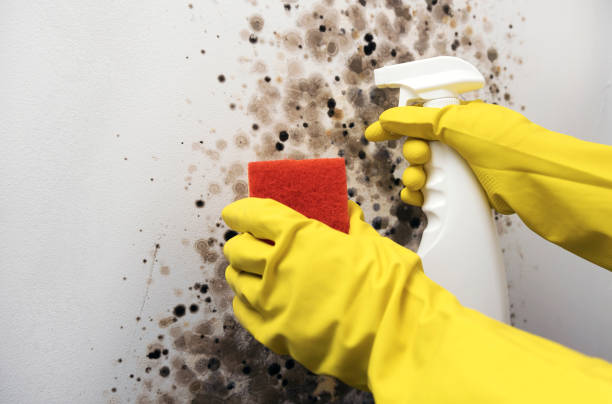 Best Emergency Mold Remediation in Lawrence, IN