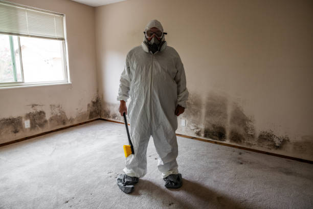 Best Black Mold Remediation in Lawrence, IN
