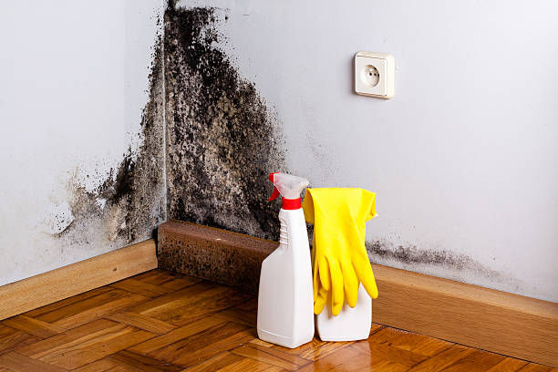 Best Residential Mold Remediation in Lawrence, IN