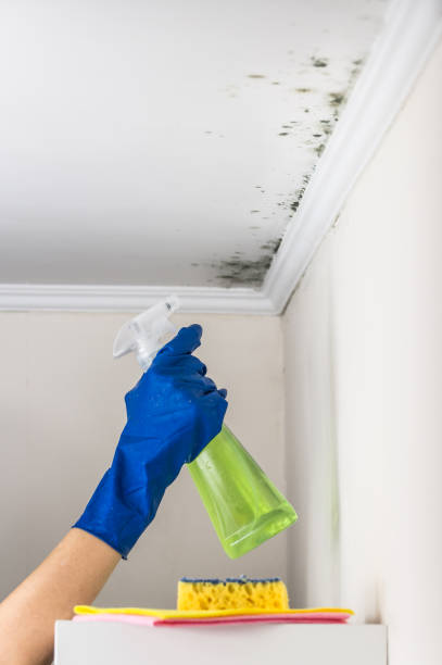 Best Mold Remediation for Specific Building Types in Lawrence, IN